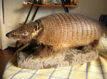 Bernando the Armadillo